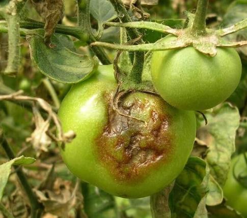 番茄病害防治