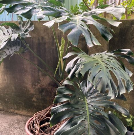 氣根修剪方法 氣根修剪方法