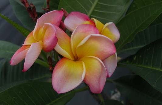 雞蛋花種植 雞蛋花種植