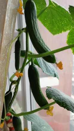 小黃瓜種植方法