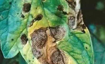 早疫病晚疫病區別 早疫病晚疫病區別