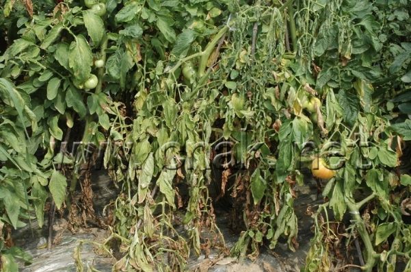 番茄黄化曲叶病毒