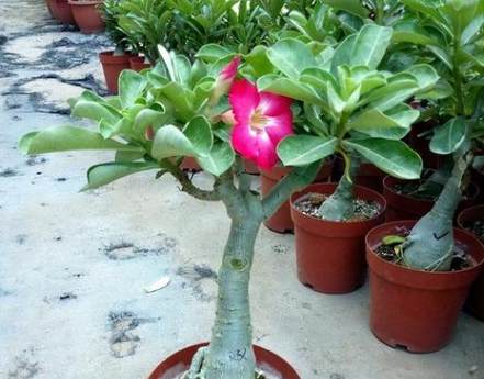 沙漠玫瑰落葉原因 沙漠玫瑰落葉原因