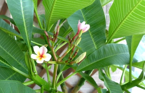 雞蛋花中毒處理