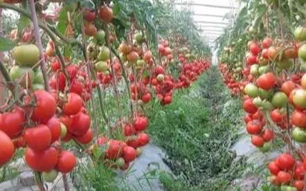番茄施肥方法 番茄施肥方法