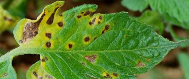 番茄早疫病症狀 番茄早疫病症狀