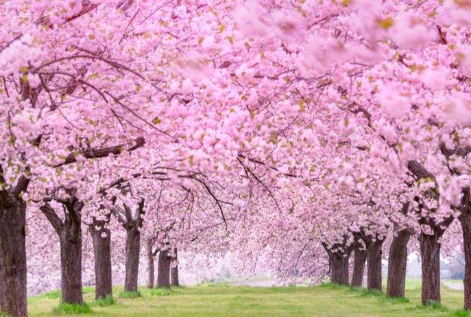 櫻花開花過程 櫻花開花過程