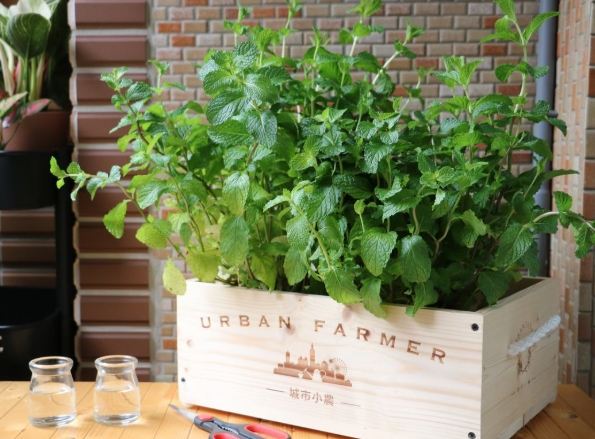 發泡煉石薄荷種植