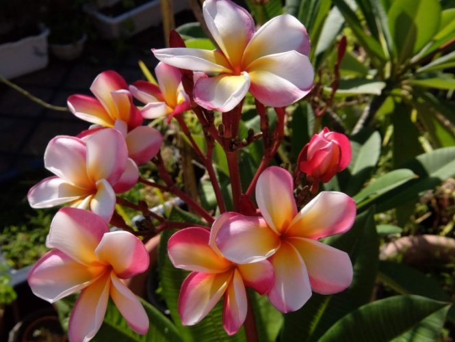 雞蛋花好處 雞蛋花好處