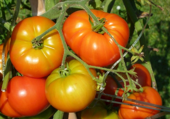 番茄剪枝方法 番茄剪枝方法