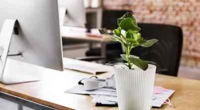 低光照室內植物 低光照室內植物