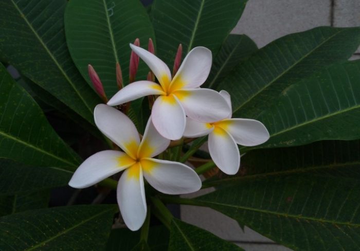 雞蛋花毒性 雞蛋花毒性