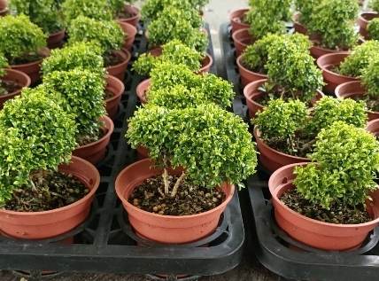 達摩七里香 好處 達摩七里香 好處