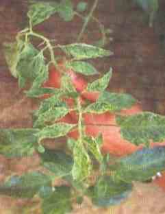 番茄病害用藥推薦 番茄病害用藥推薦