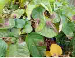 晚疫病防治 晚疫病防治