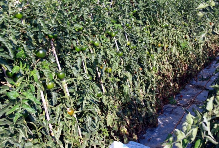 台灣黑柿番茄栽培