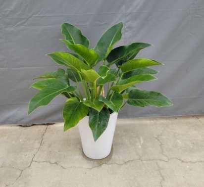 金鑽植物中毒處理