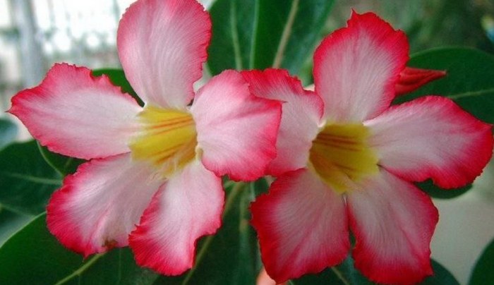 沙漠玫瑰養護 沙漠玫瑰養護