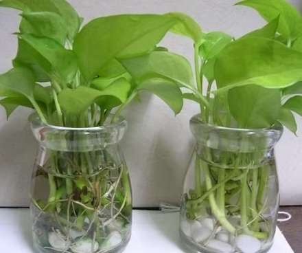 黃金葛照顧方法 黃金葛照顧方法