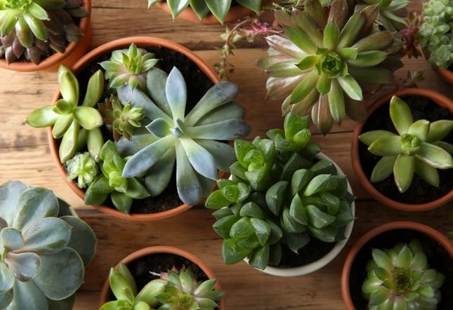 室內植物燈具 室內植物燈具