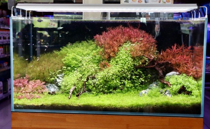 水族箱水澆花 水族箱水澆花