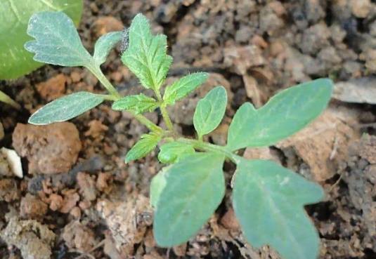 番茄種子發芽技巧