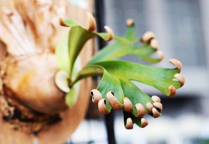 鹿角蕨繁殖時機