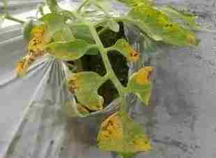 番茄病害防治 番茄病害防治