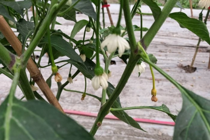 辣椒授粉方法 辣椒授粉方法