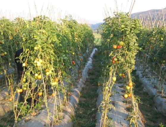 牛番茄病蟲害防治 牛番茄病蟲害防治