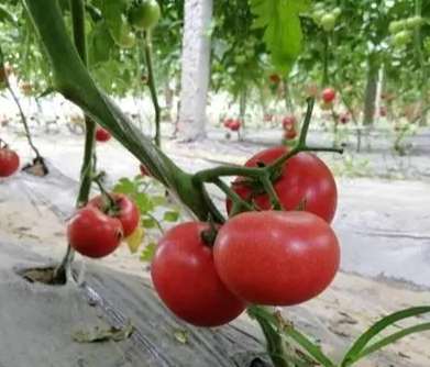番茄栽培技巧