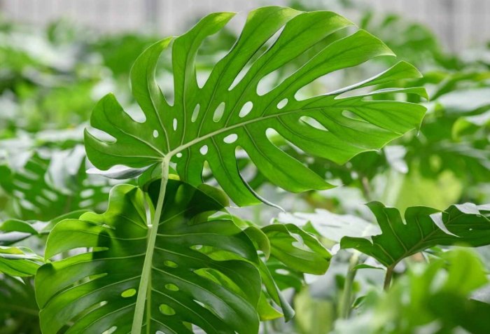 龜背芋葉子發霉 龜背芋葉子發霉