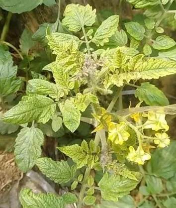 番茄病害處理 番茄病害處理