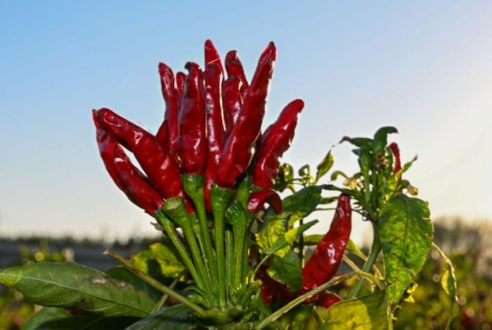 辣椒澆水技巧 辣椒澆水技巧