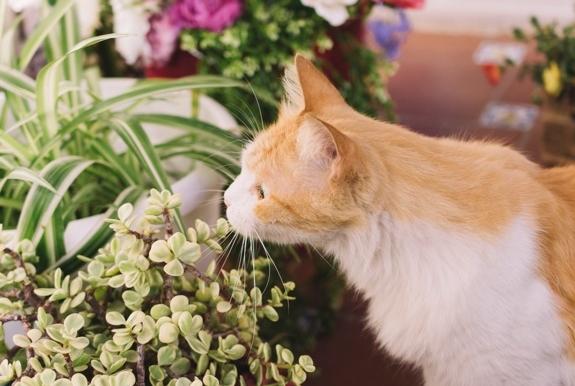 蓮花對貓有毒 蓮花對貓有毒