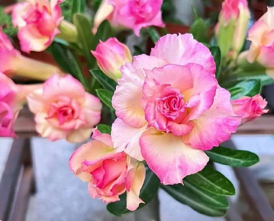 沙漠玫瑰落葉原因 沙漠玫瑰落葉原因