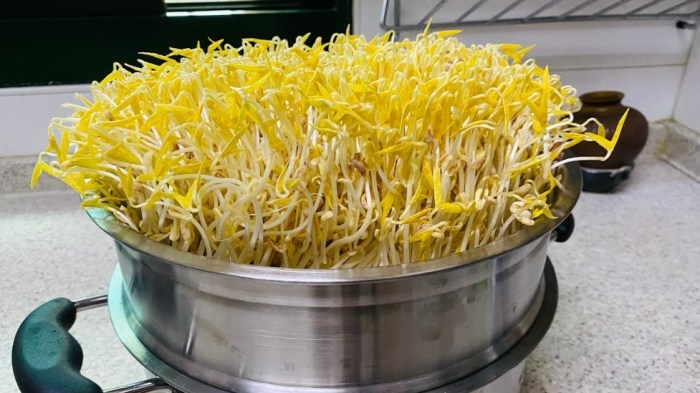 豆芽菜發芽安全