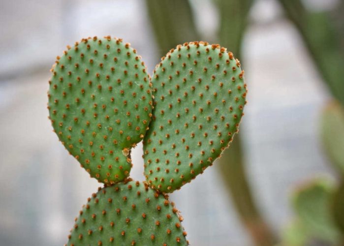 多肉植物冬季養護 多肉植物冬季養護