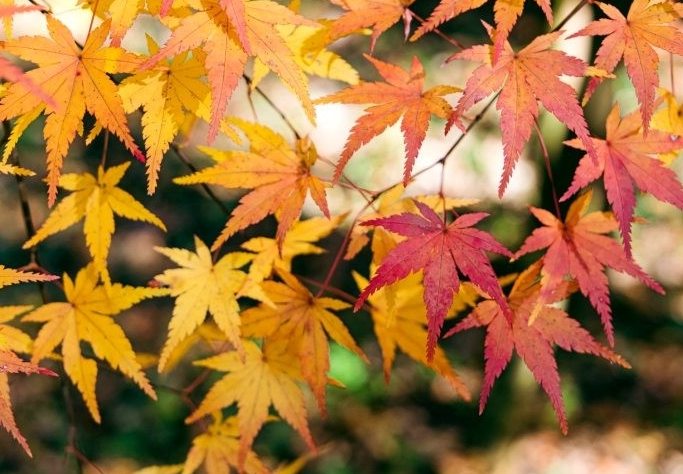 園藝養護技巧 園藝養護技巧