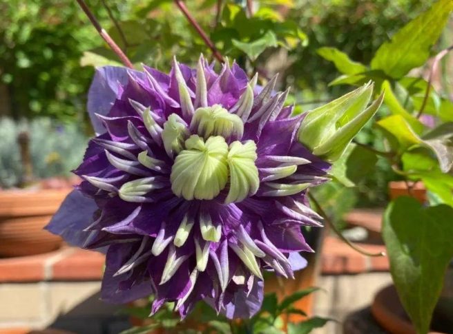 長日照植物種類