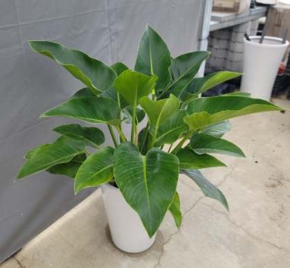 金鑽植物中毒處理