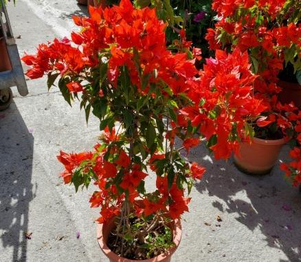 辣椒開花結果時間