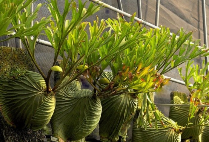 鹿角蕨繁殖時機