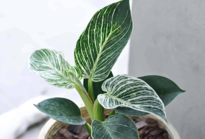 紅苞喜林芋繁殖 紅苞喜林芋繁殖