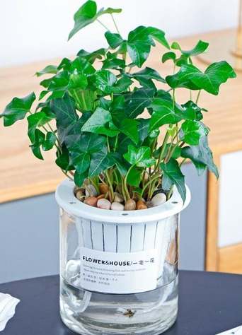 NASA空气净化植物