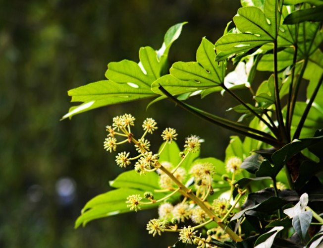 軟趴植物復活技巧 軟趴植物復活技巧