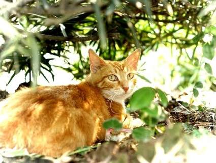 貓安全植物 貓安全植物