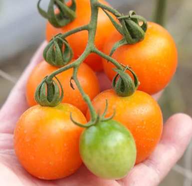 黃金番茄品種 黃金番茄品種