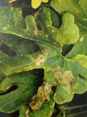 早疫病晚疫病區別 早疫病晚疫病區別