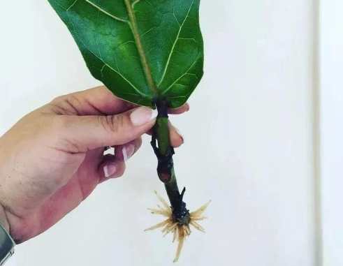 植物生根粉DIY 植物生根粉DIY